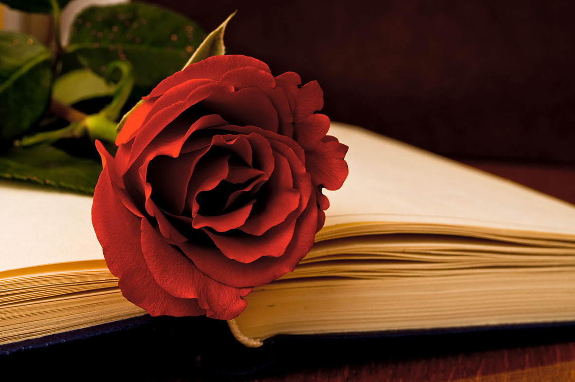 Rose on an open book